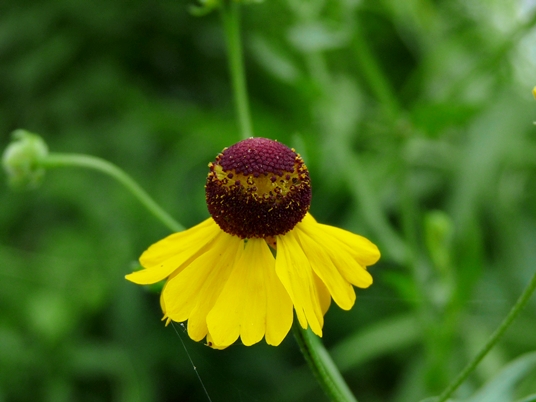 {Helenium flexuosum}